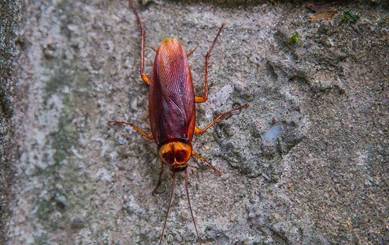 american cockroach on a foundation