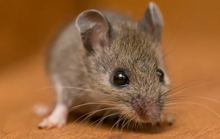 a house mouse crawling in a cupboard in a home