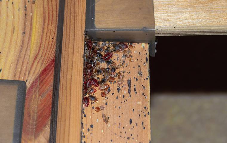 a group of bed bugs infesting a bed frame